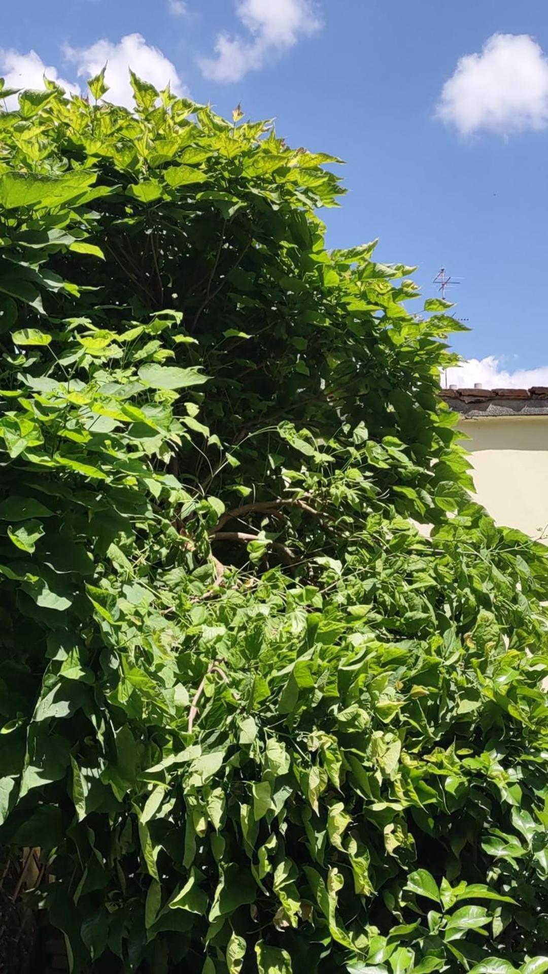 Movie Star Apartment With Garden Florence Luaran gambar
